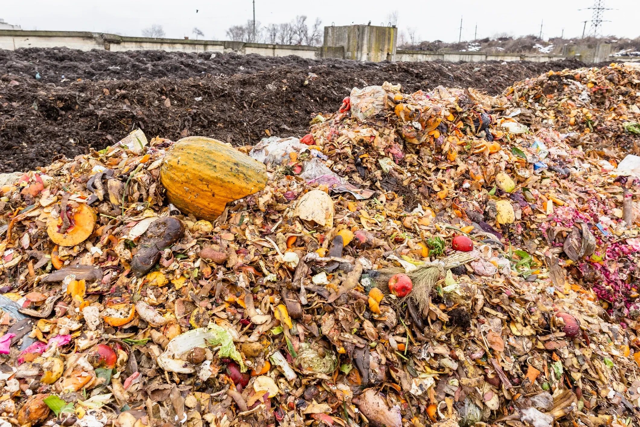 The average Canadian household wastes 300 pounds of food every year